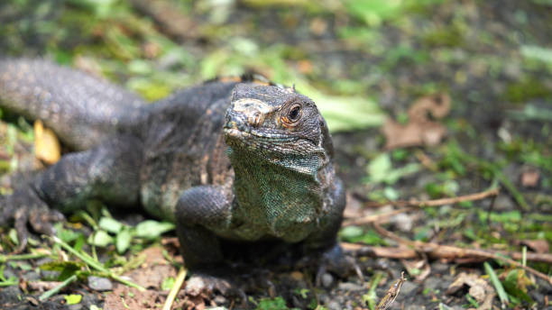 istock Close up of a black iguana (Ctenosaura similis) 2168036826