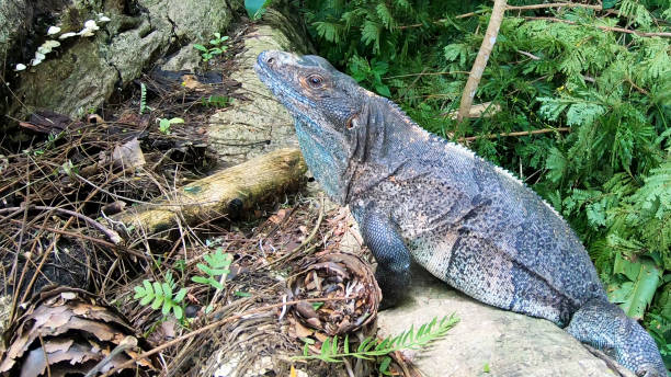 istock Close up of a black iguana (Ctenosaura similis) 2168036832