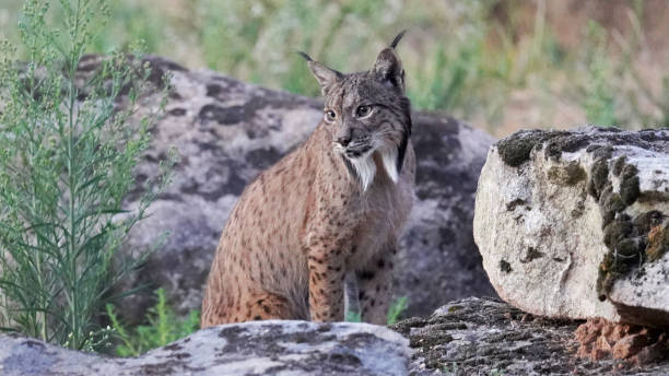 istock Close up of the iberian Lynx (Lynx pardinus) 2168036864