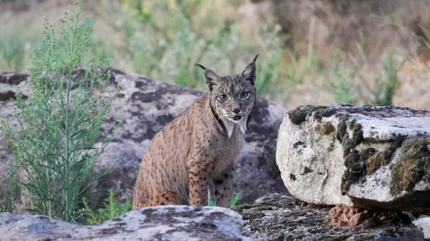 istock Close up of the iberian Lynx (Lynx pardinus) 2168036875
