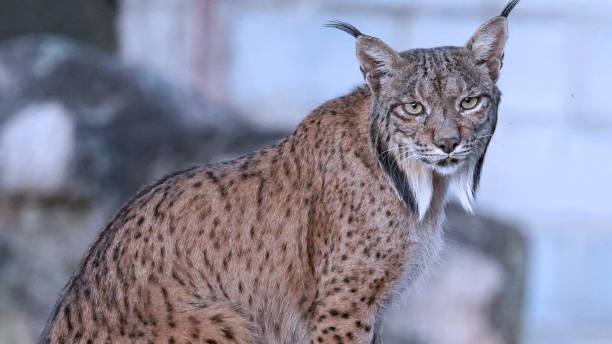 istock Close up of the iberian Lynx (Lynx pardinus) 2168036887