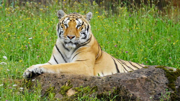 istock Close up of a tiger (Panthera tigris) 2168036966