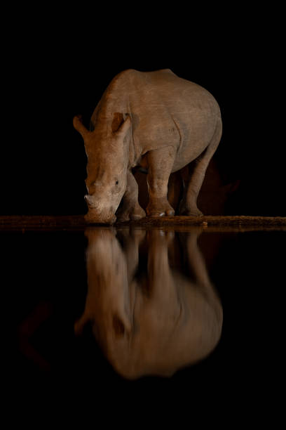 istock Baby white rhino stands drinking at night 2168038940