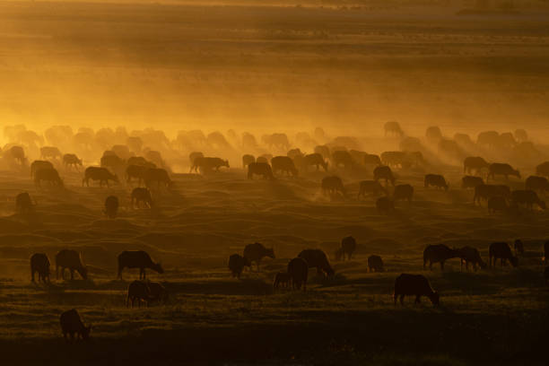 istock Cape buffalo herd crosses floodplain at sunset 2168038951