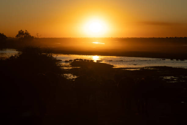 istock Cape buffalo herd crosses river at sunset 2168038960