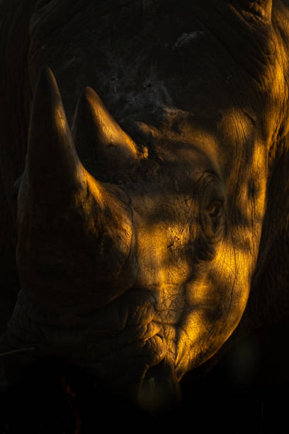 istock Close-up of white rhino in dappled sunlight 2168038986