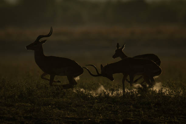 istock Male impala chases another away from female 2168039009