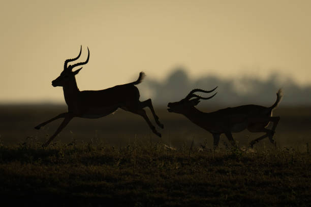 istock Male impala galloping after another in silhouette 2168039022