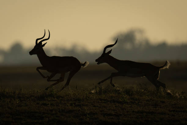 istock Male impala runs after another in silhouette 2168039024