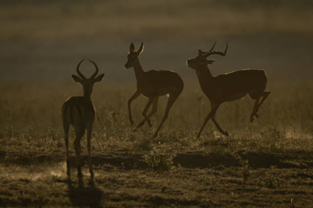 istock Male impala watches another galloping after female 2168039036