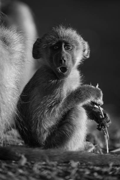 istock Mono chacma baboon sits yawning with catchlights 2168039075