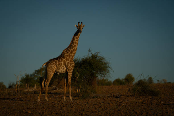 istock Southern giraffe stands by bush watching camera 2168039107