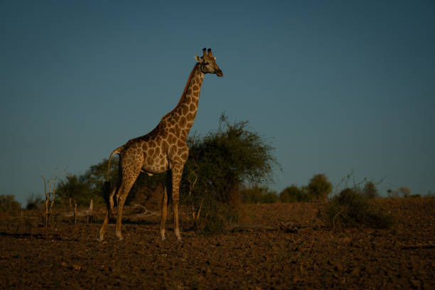 istock Southern giraffe stands by bushes watching camera 2168039108
