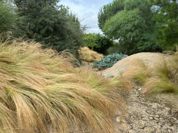 istock Dunes. A garden landscape with a marine feel 2168039285