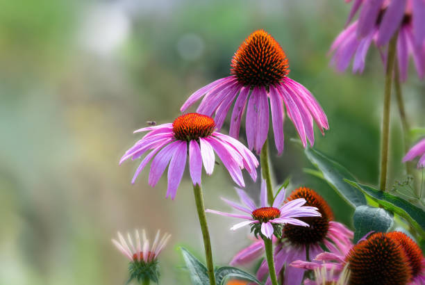 istock Echinacea purpurea purple coneflower during the summer months. 2168041880