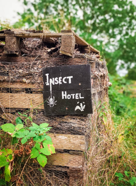 istock Insect hotel at the nature reserve 2168042921