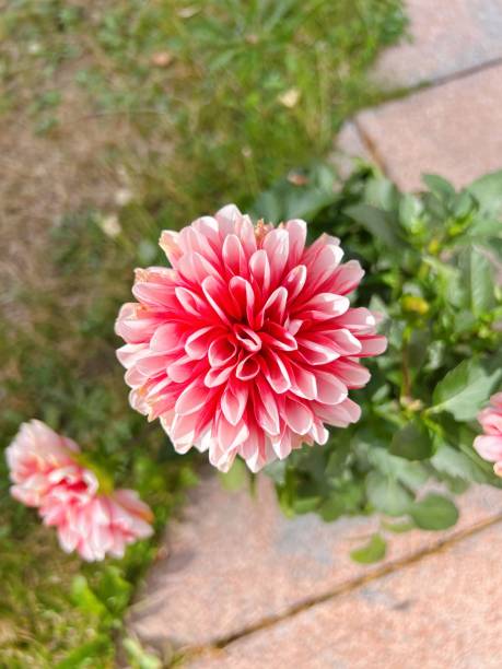 istock Pink dahlia flower 2168043349