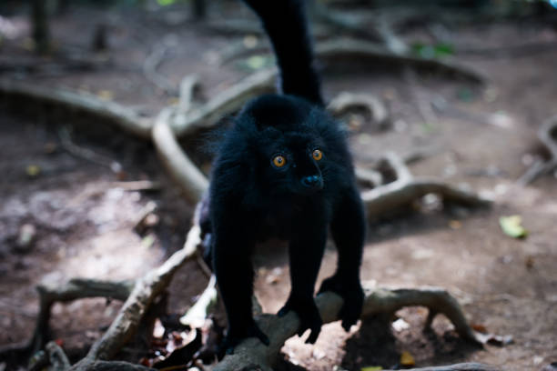 A black lemur navigates through the forest floor of Madagascar, displaying its curious nature while examining the surroundings among the roots and foliage.