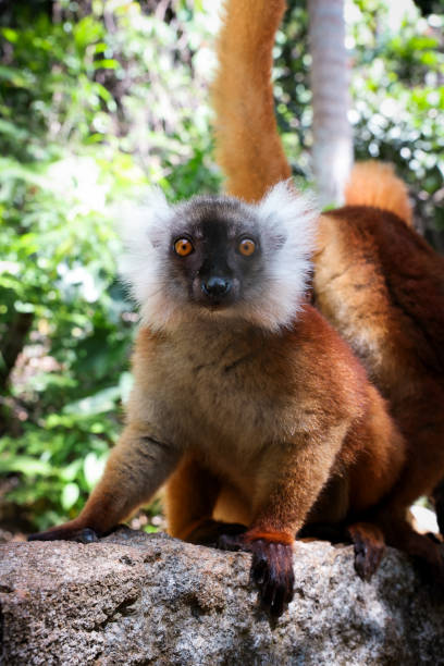 Close - up of one Ring-Tailed Lemur lemur basking in the morning sun on the roof against blue sky, National park Andringitra. Madagascar