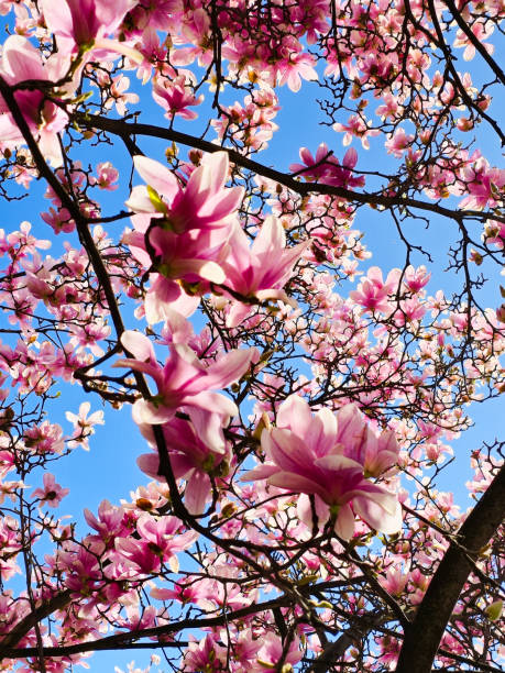 istock Flowers - Magnolia 2168043516