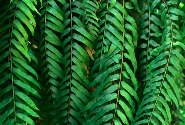 green leaf nature in the forest