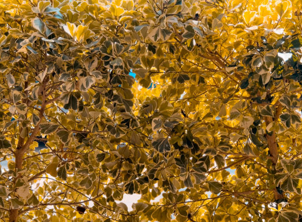 yellow leaves background Nature background