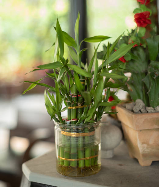 Bamboo plant in the house