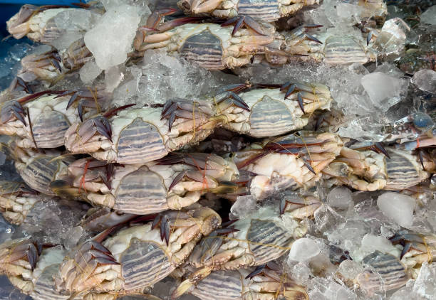 istock crab freeze on ice in the market 2168044897