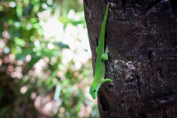 A vibrant green lizard scales the rough bark of a tree amidst the rich greenery of Madagascar's diverse ecosystem, enjoying the warm sunlight.