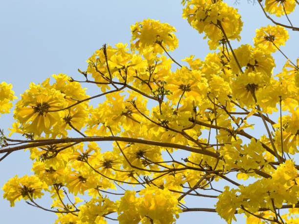 istock Tabebuia chrysotricha yellow flowers blossom in spring day on blue sky background 2168045515