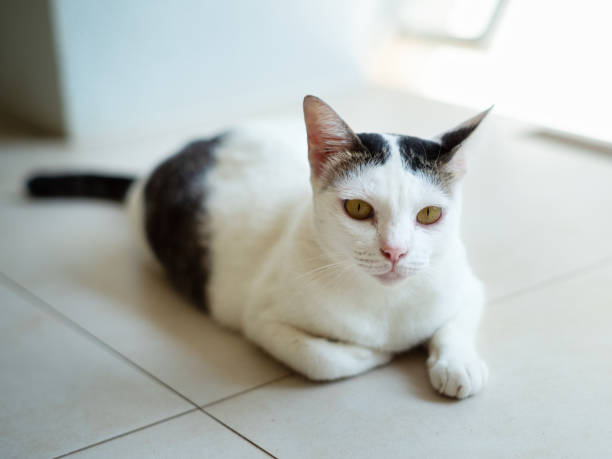 istock The cat is lying happily on the floor. 2168045545