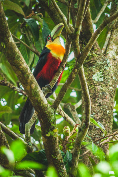 istock A vibrant green-billed toucan perched gracefully on a yellow plum tree, blending beautifully with the colorful fruits 2168047251