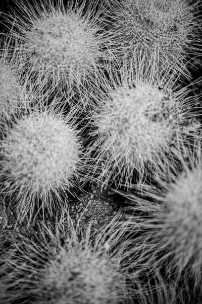 istock Black and white photo of a cactus 2168047314