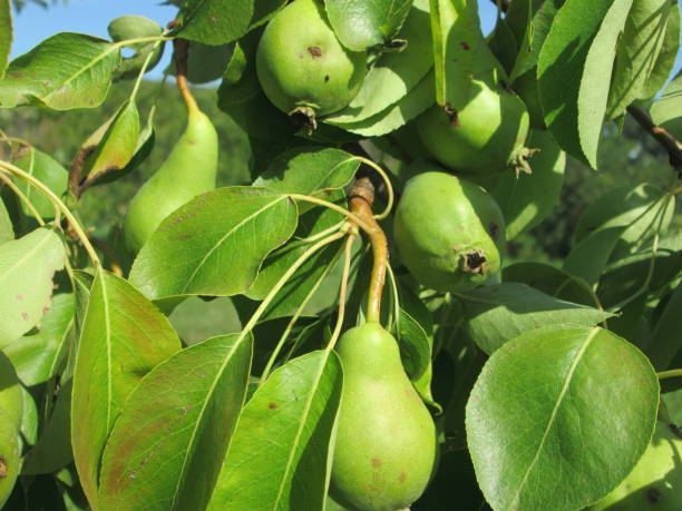 istock Delicate green pears hang modestly from branches surrounded by vibrant leaves, illuminated by warm sunlight in a serene orchard during the summer season. 2168047583