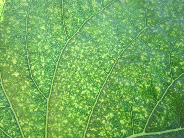 A detailed view of a green leaf reveals its unique vein structure and texture, highlighting the interplay of light and shadow on its surface in a natural setting.