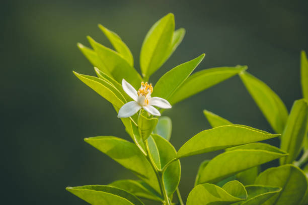 Photo taken in Fang, Thailand