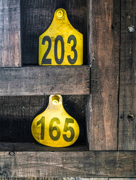 istock Vintage cattle tags on rustic wooden wall. 2168047786