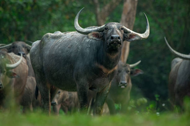 istock A low angle portrait of a dominant buffalo with his herd in a protective posture 2168048009