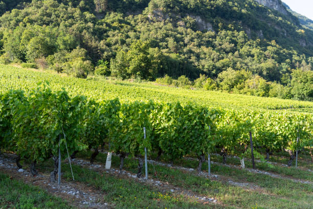 istock A greenery of French vineyard during summer 2168048479