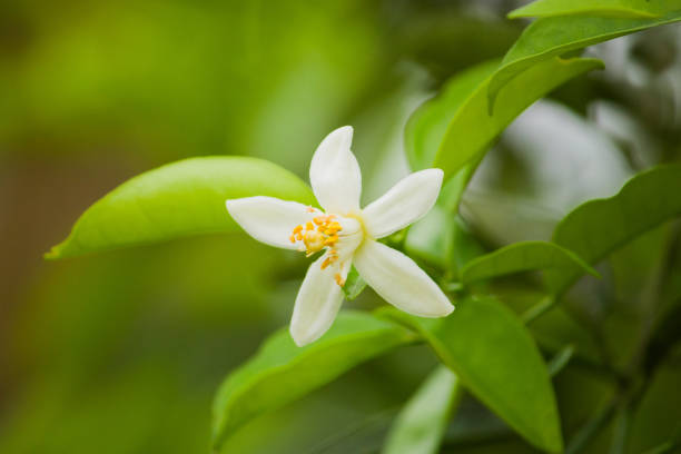 istock A beautiful white lemon blossom in full bloom, highlighting its delicate petals against vibrant green leaves. 2168049121