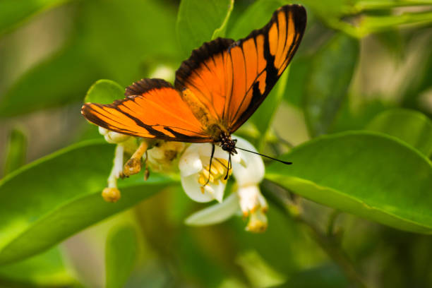 The photograph captures a beautiful orange butterfly resting gently on a white lemon blossom. The bright orange of the butterfly's wings stands out against the delicate white petals of the flower, while the lush green foliage of the lemon tree adds depth to the background. The scene radiates a sense of tranquility and the harmonious connection between pollinators and plants in a garden setting.