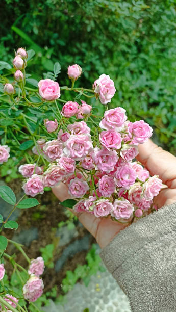 Beautiful little pink rose flowers plant in hand. stock photo