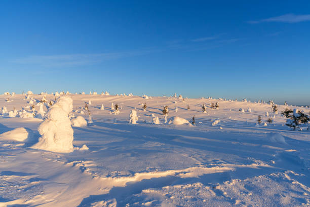 Frozen trees on top of a hill covered with snow seen at sunset, Riisitunturi National Park, Posio, Lapland, Finland