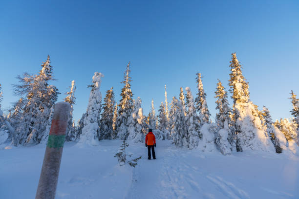 istock Person admiring pine trees covered with snow at sunset, Lapland 2168054823