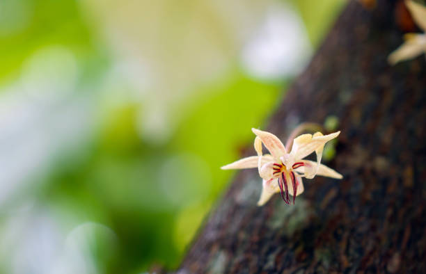 istock Cocoa flowers (Theobroma cacao) on growing tree trunk close-up ,Cacao flowers on cocoa tree, macro 2168055340