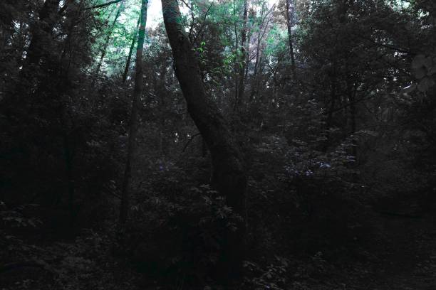 istock Atmospheric scary forest, dark fantasy, dark textures 2168056389