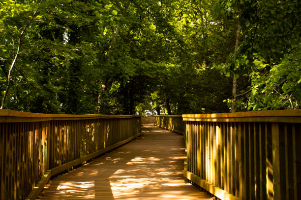 istock Forest of Dean 2168056956