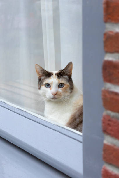 istock Little cat with blue eyes sitting behing a window 2168057862