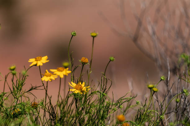 A Desert Marigold wildflower after it raining in the desert in the spring