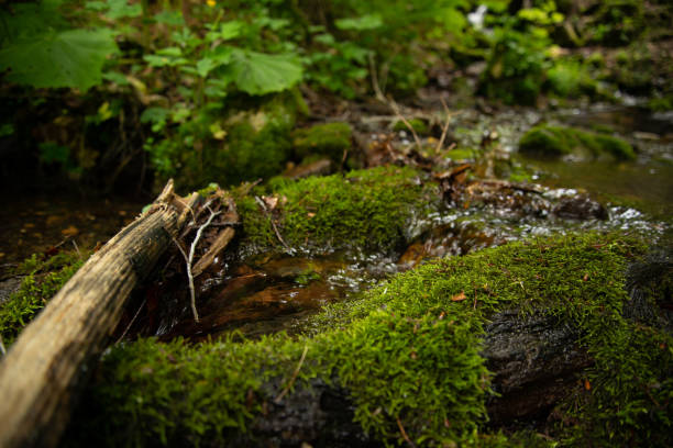 forest